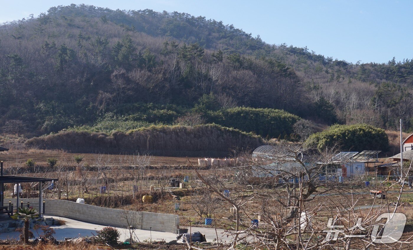 본문 이미지 - 원다마을 뒷편의 대밭. 유배자들의 집터가  있던 곳으로 전해온다.  2026.1.30. 뉴스1 ⓒ News1 조영석 기자 