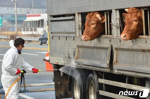 "구제역 확산 막자"…인천시, 발생 농가 긴급 살처분(종합)
