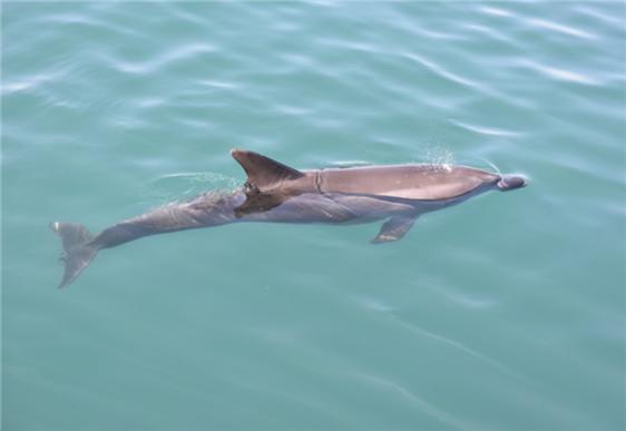 동·남해 연안 발견 '큰돌고래'…2월 해양생물로 선정
