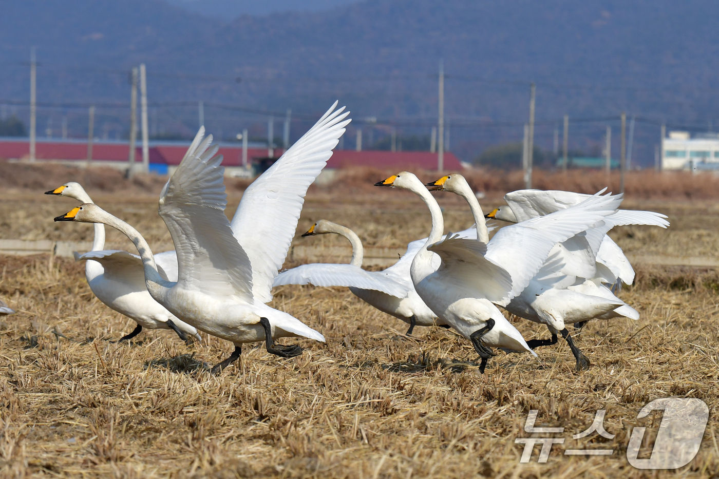 (포항=뉴스1) 최창호 기자 = 4일 경북  포항시 북구 흥해읍 들녘에서 천연기념물 201-2호인 큰고니 무리가 힘차게 날아오르고 있다. 2026.1.4/뉴스1
