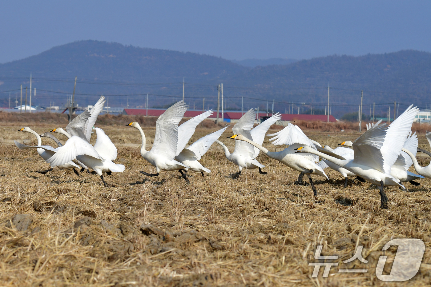 (포항=뉴스1) 최창호 기자 = 4일 경북  포항시 북구 흥해읍 들녘에서 천연기념물 201-2호인 큰고니 무리가 힘차게 날아오르고 있다. 2026.1.4/뉴스1