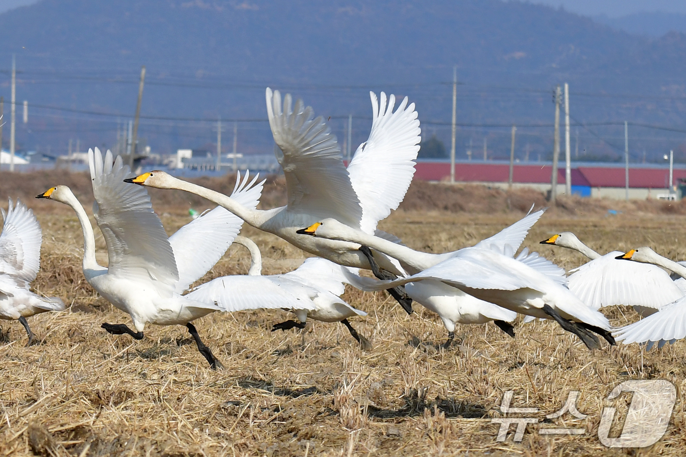 (포항=뉴스1) 최창호 기자 = 4일 경북  포항시 북구 흥해읍 들녘에서 천연기념물 201-2호인 큰고니 무리가 힘차게 날아오르고 있다. 2026.1.4/뉴스1