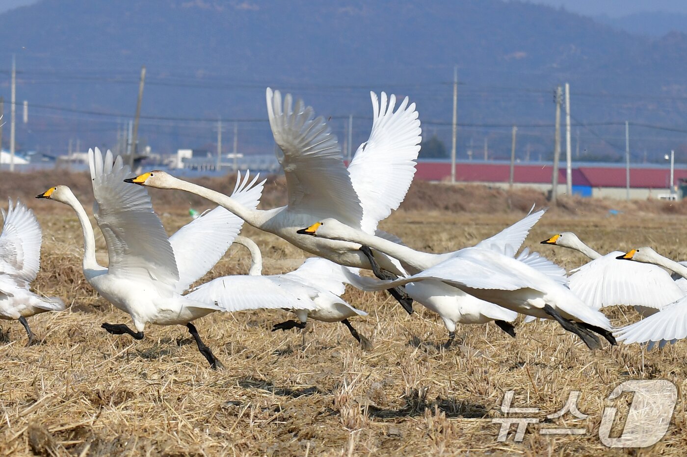 본문 이미지 - 4일 경북 포항시 북구 흥해읍 들녘에서 천연기념물 201-2호인 큰고니 무리가 힘차게 날아오르고 있다. 2026.1.4/뉴스1 ⓒ News1 최창호 기자