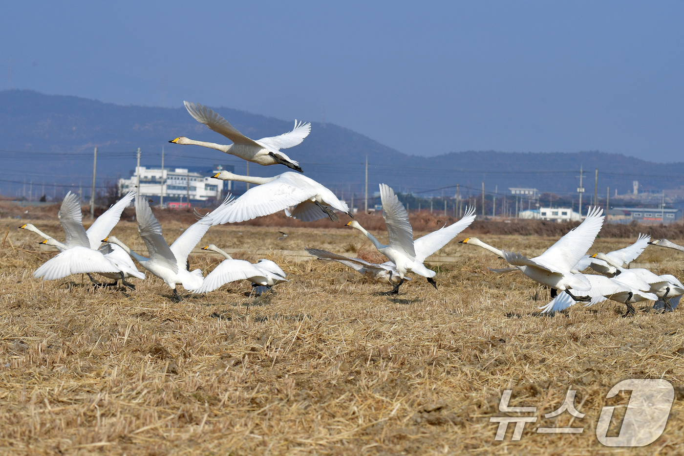 (포항=뉴스1) 최창호 기자 = 4일 경북  포항시 북구 흥해읍 들녘에서 천연기념물 201-2호인 큰고니 무리가 힘차게 날아오르고 있다.  2026.1.4/뉴스1