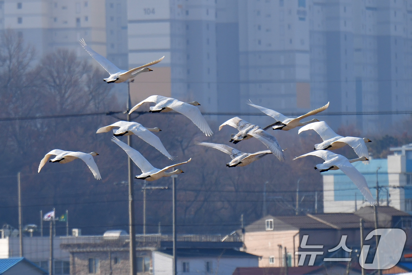 (포항=뉴스1) 최창호 기자 = 4일 경북  포항시 북구 흥해읍 들녘 상공위로 천연기념물 201-2호인 큰고니 무리가 힘차게 날아가고 있다. 2026.1.4/뉴스1