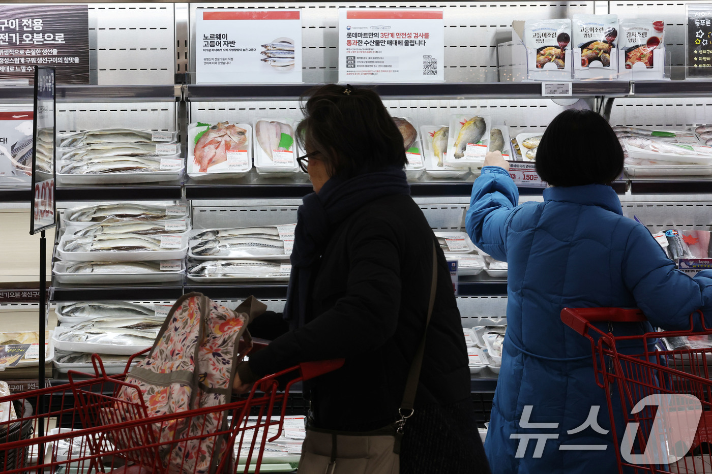 (서울=뉴스1) 이광호 기자 = 4일 서울 중구의 대형마트를 찾은 시민이 매대에 진열된 국내산과 노르웨이산 고등어를 살펴보고 있다.국내산 고등어 어획량이 급감한 데 이어 국내 소비 …