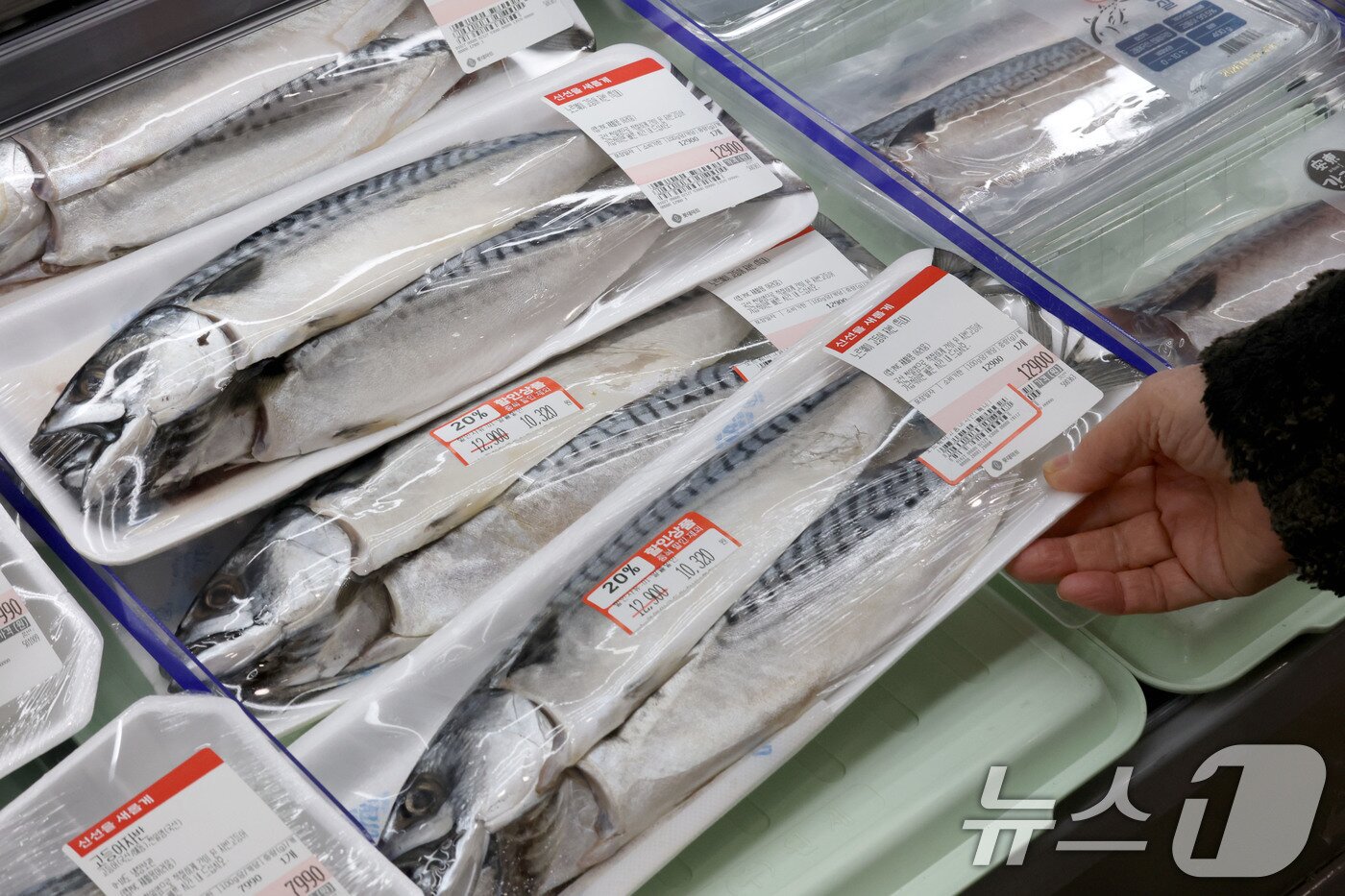 본문 이미지 - 4일 서울 중구의 대형마트를 찾은 시민이 매대에 진열된 국내산과 노르웨이산 고등어를 살펴보고 있다. 2026.1.4/뉴스1 ⓒ News1 이광호 기자