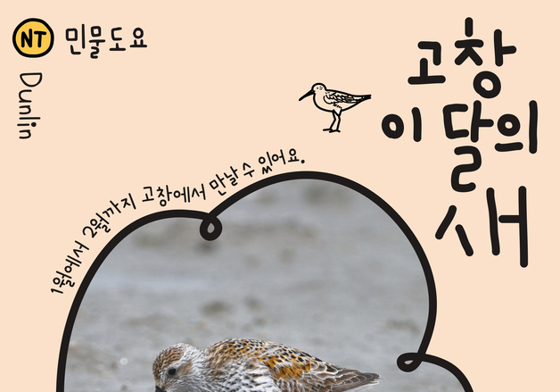 '고창갯벌 이달의 새' 민물도요 선정…회갈색 깃털 도요새