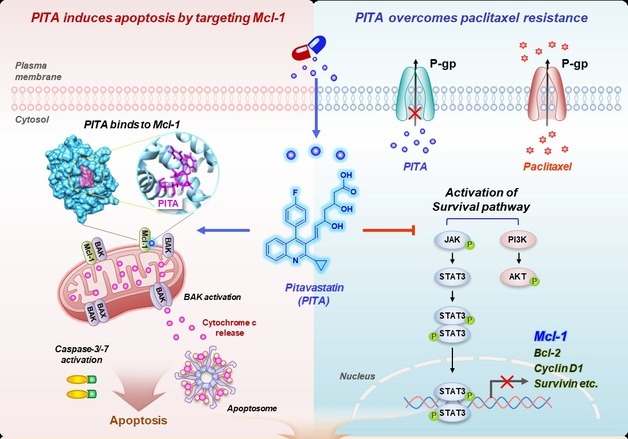 기존 약에 내성 보이는 '이 유방암'…고지혈증 약으로 효과 봤다