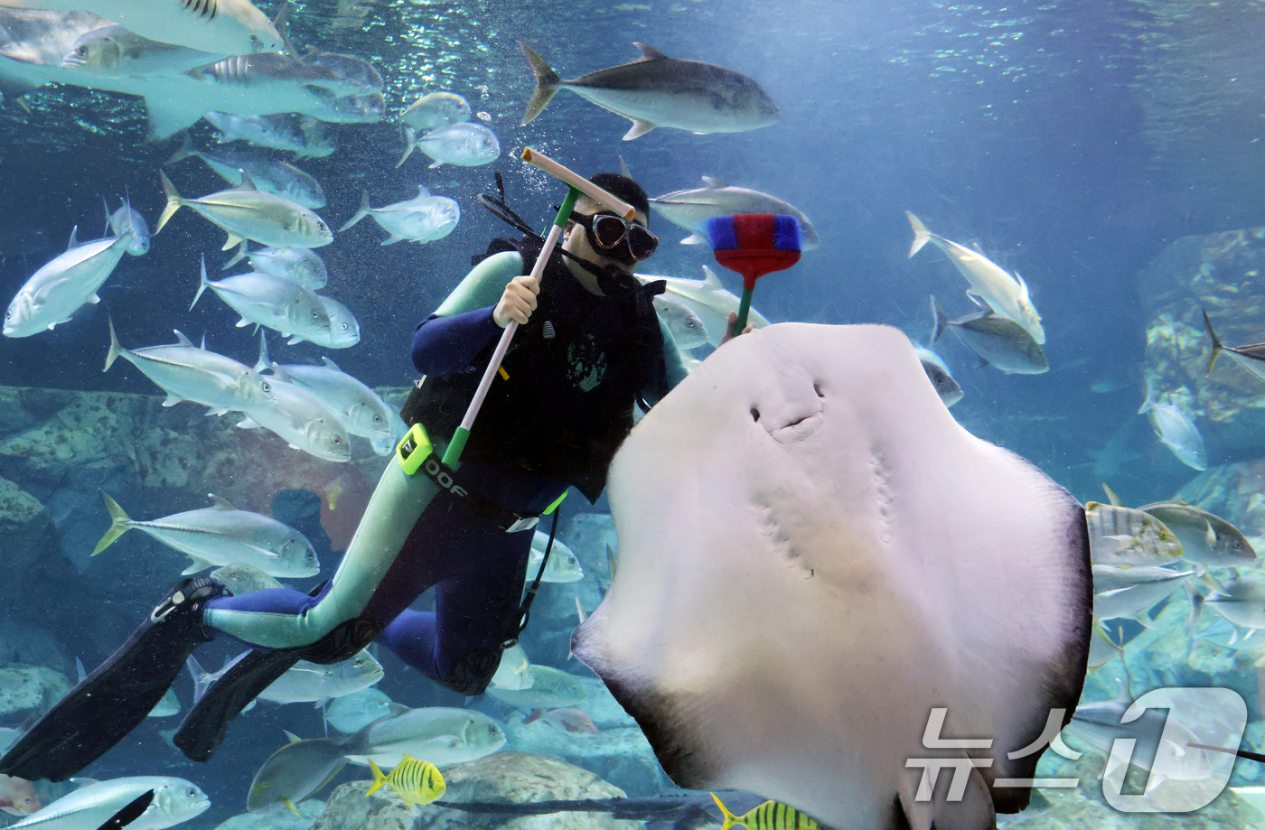 (수원=뉴스1) 김영운 기자 = 5일 경기 수원시 영통구 아쿠아플라넷 광교에서 새해를 맞아 다이버가 수조 청소를 하고 있다. 2026.1.5/뉴스1