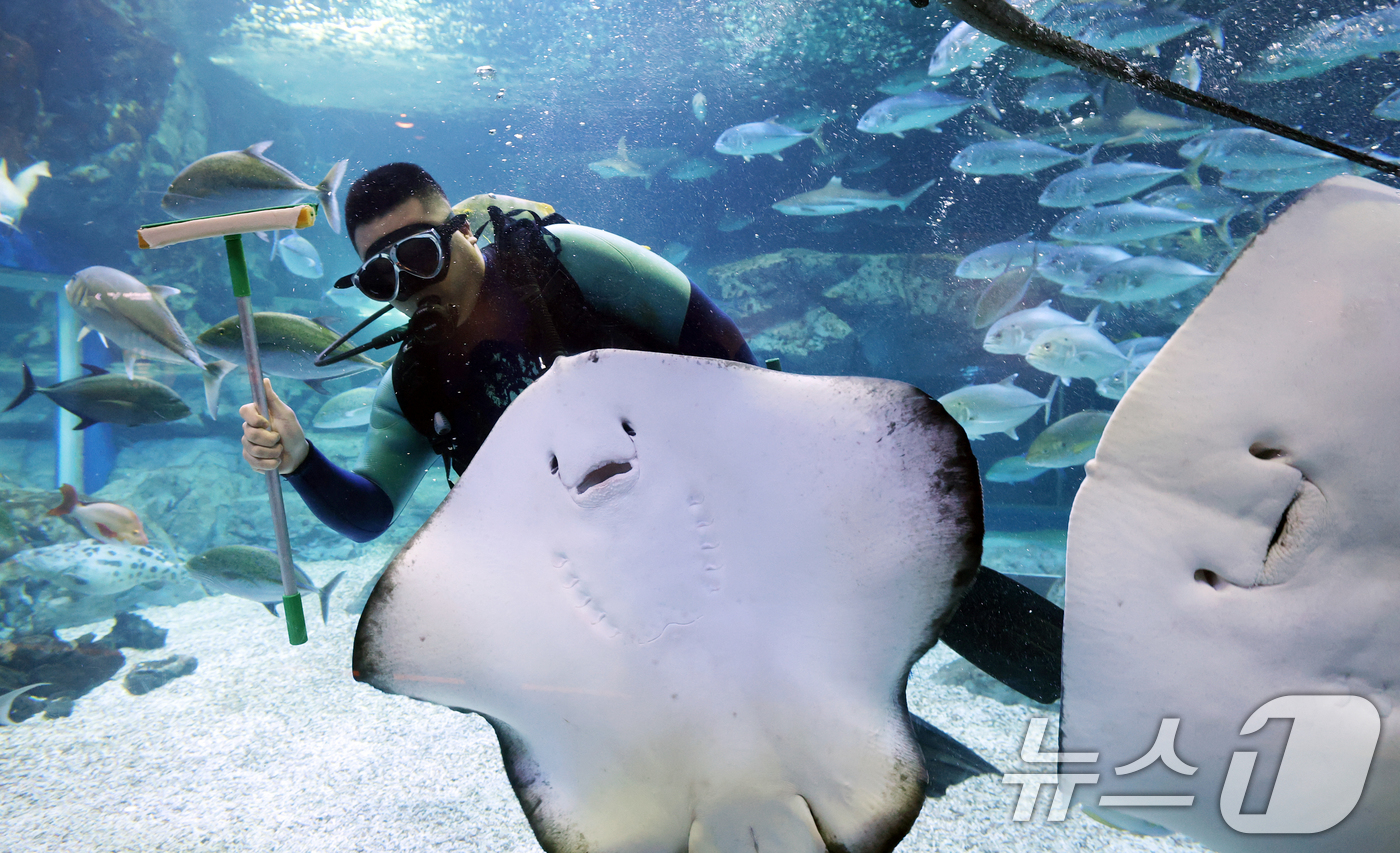 (수원=뉴스1) 김영운 기자 = 5일 경기 수원시 영통구 아쿠아플라넷 광교에서 새해를 맞아 다이버가 수조 청소를 하고 있다. 2026.1.5/뉴스1