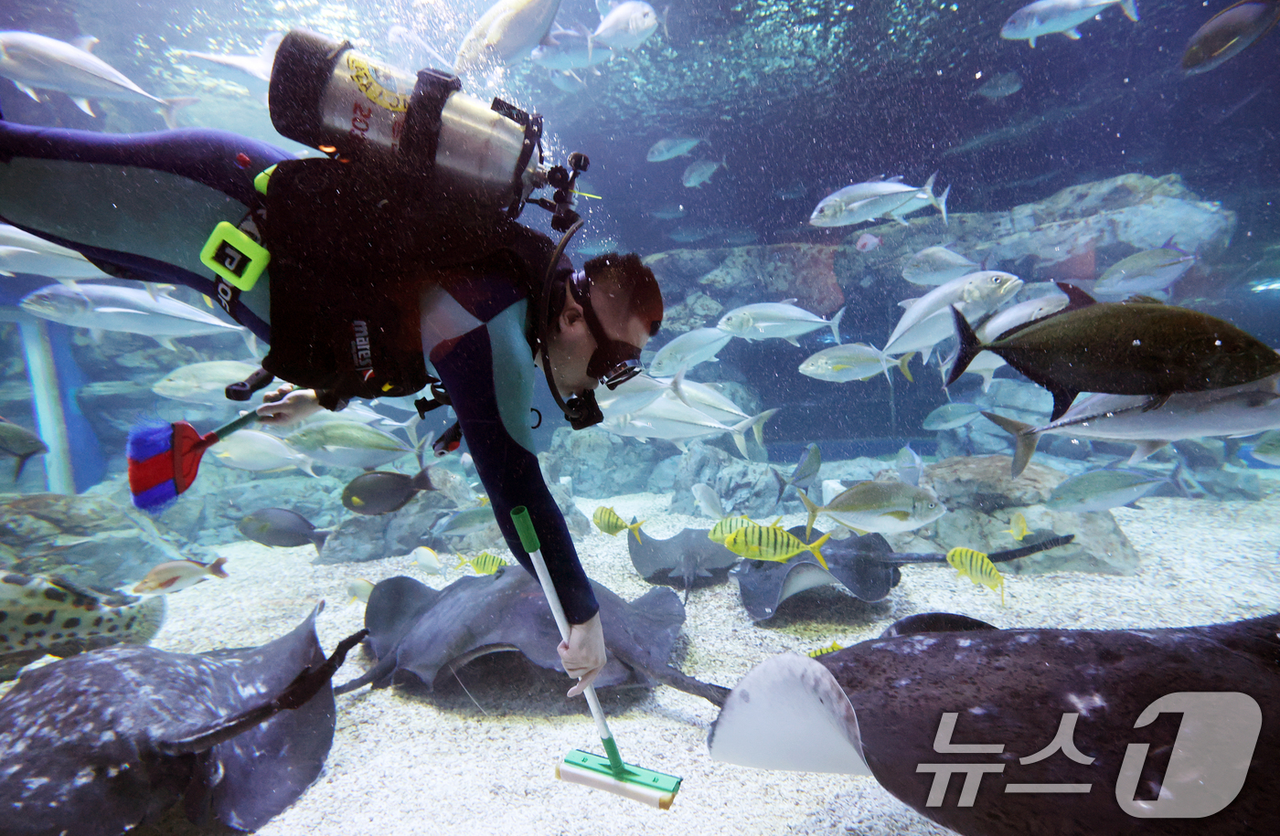 (수원=뉴스1) 김영운 기자 = 5일 경기 수원시 영통구 아쿠아플라넷 광교에서 새해를 맞아 다이버가 수조 청소를 하고 있다. 2026.1.5/뉴스1