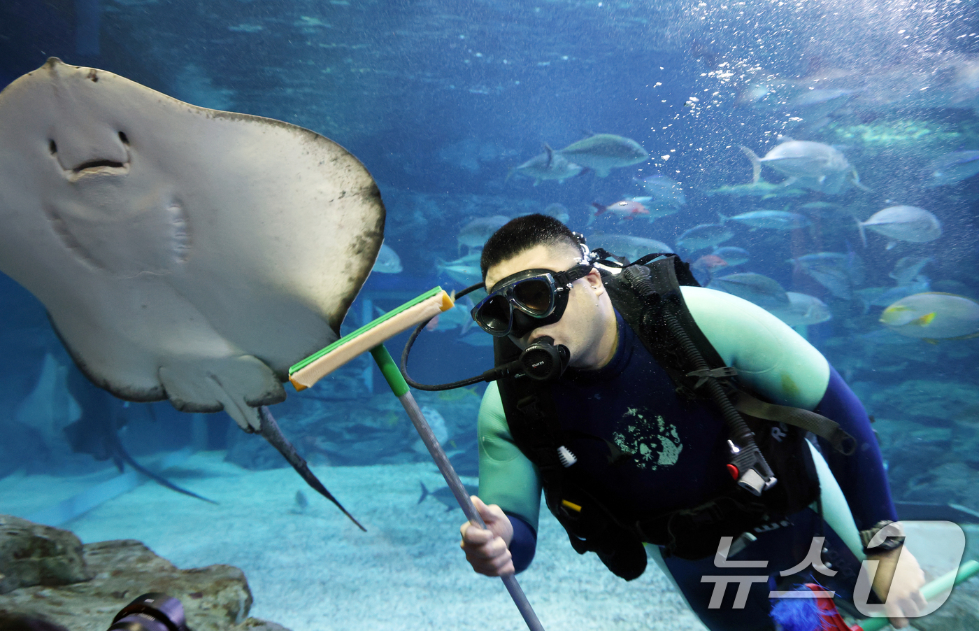 (수원=뉴스1) 김영운 기자 = 5일 경기 수원시 영통구 아쿠아플라넷 광교에서 새해를 맞아 다이버가 수조 청소를 하고 있다. 2026.1.5/뉴스1