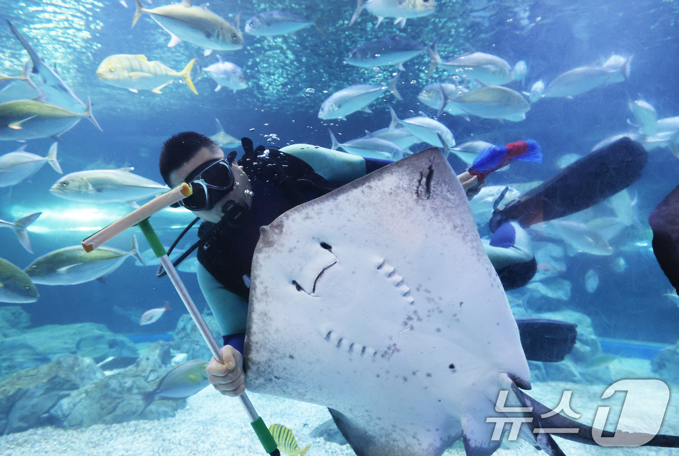 (수원=뉴스1) 김영운 기자 = 5일 경기 수원시 영통구 아쿠아플라넷 광교에서 새해를 맞아 다이버가 수조 청소를 하고 있다. 2026.1.5/뉴스1