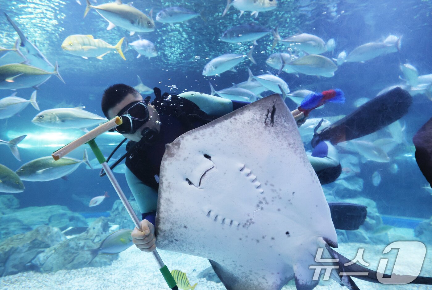 본문 이미지 - 5일 경기 수원시 영통구 아쿠아플라넷 광교에서 새해를 맞아 다이버가 수조 청소를 하고 있다. 2026.1.5/뉴스1 ⓒ News1 김영운 기자