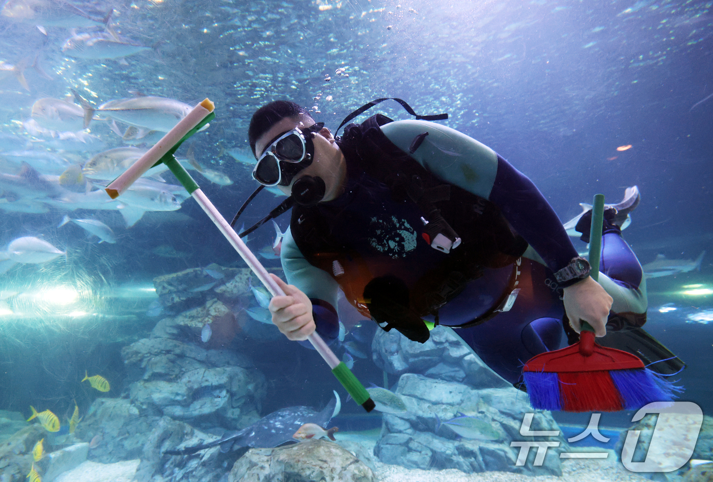 (수원=뉴스1) 김영운 기자 = 5일 경기 수원시 영통구 아쿠아플라넷 광교에서 새해를 맞아 다이버가 수조 청소를 하고 있다. 2026.1.5/뉴스1
