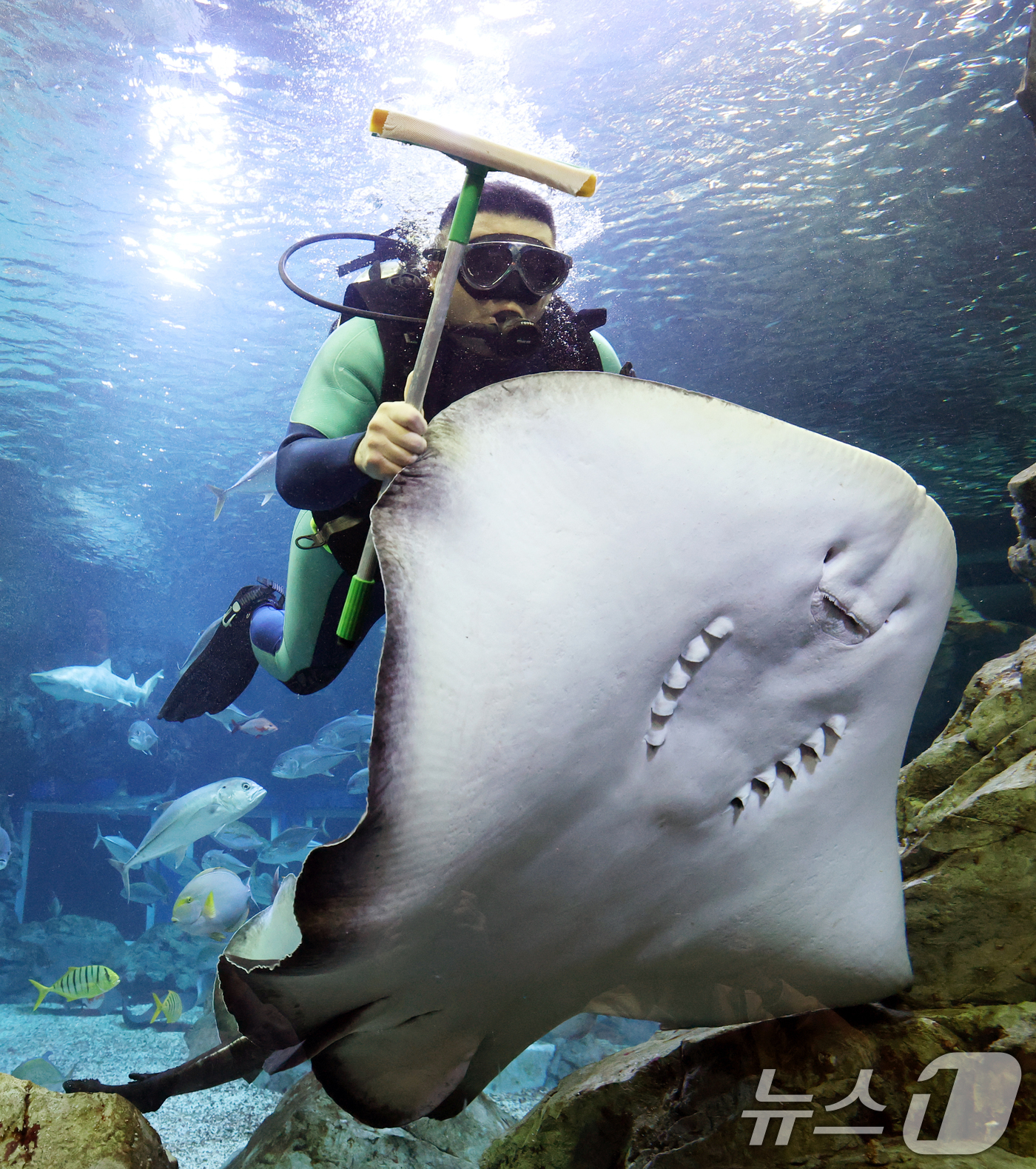 (수원=뉴스1) 김영운 기자 = 5일 경기 수원시 영통구 아쿠아플라넷 광교에서 새해를 맞아 다이버가 수조 청소를 하고 있다. 2026.1.5/뉴스1