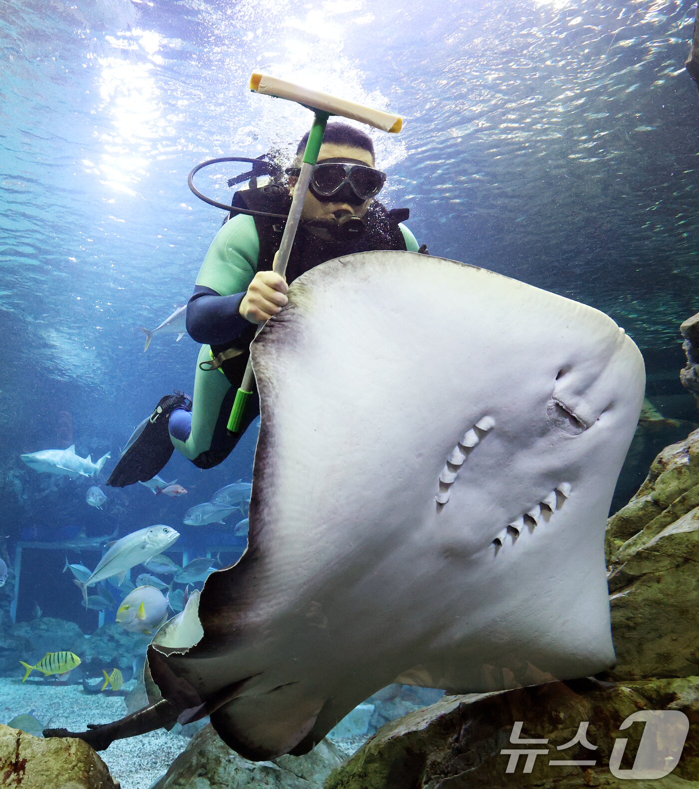 본문 이미지 - 5일 경기 수원시 영통구 아쿠아플라넷 광교에서 새해를 맞아 다이버가 수조 청소를 하고 있다. 2026.1.5/뉴스1 ⓒ News1 김영운 기자