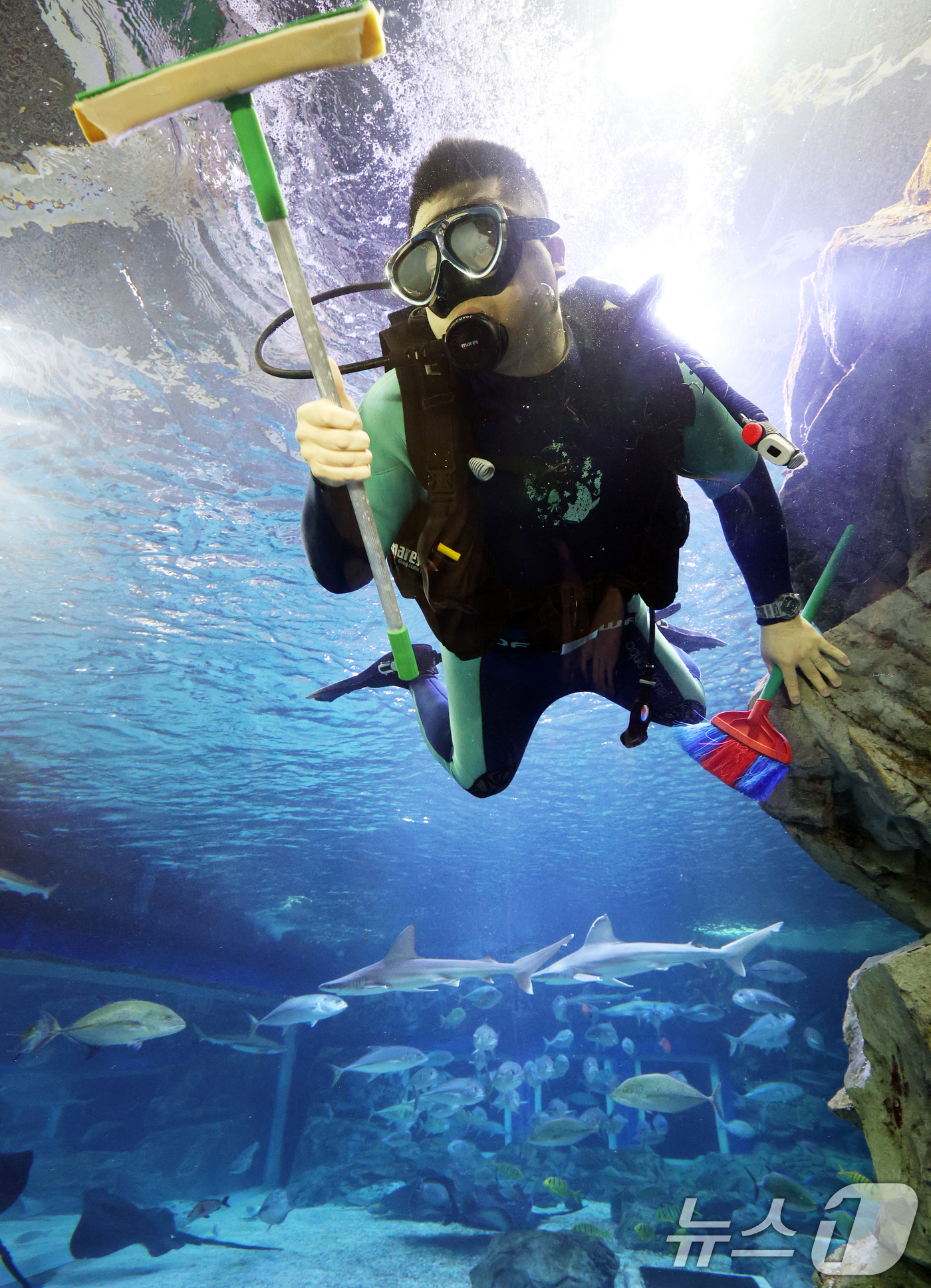 (수원=뉴스1) 김영운 기자 = 5일 경기 수원시 영통구 아쿠아플라넷 광교에서 새해를 맞아 다이버가 수조 청소를 하고 있다. 2026.1.5/뉴스1