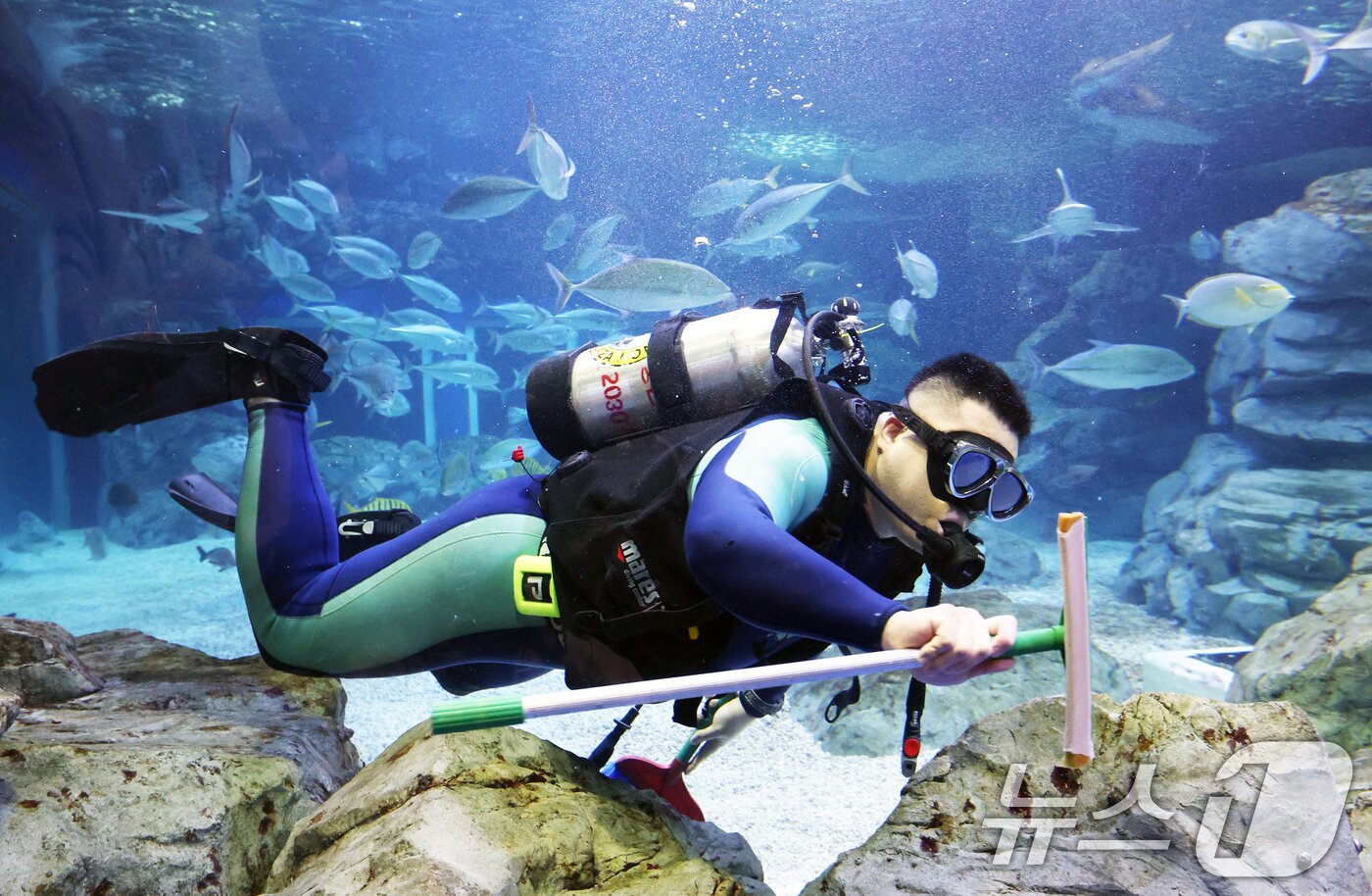 본문 이미지 - 5일 경기 수원시 영통구 아쿠아플라넷 광교에서 새해를 맞아 다이버가 수조 청소를 하고 있다. 2026.1.5/뉴스1 ⓒ News1 김영운 기자