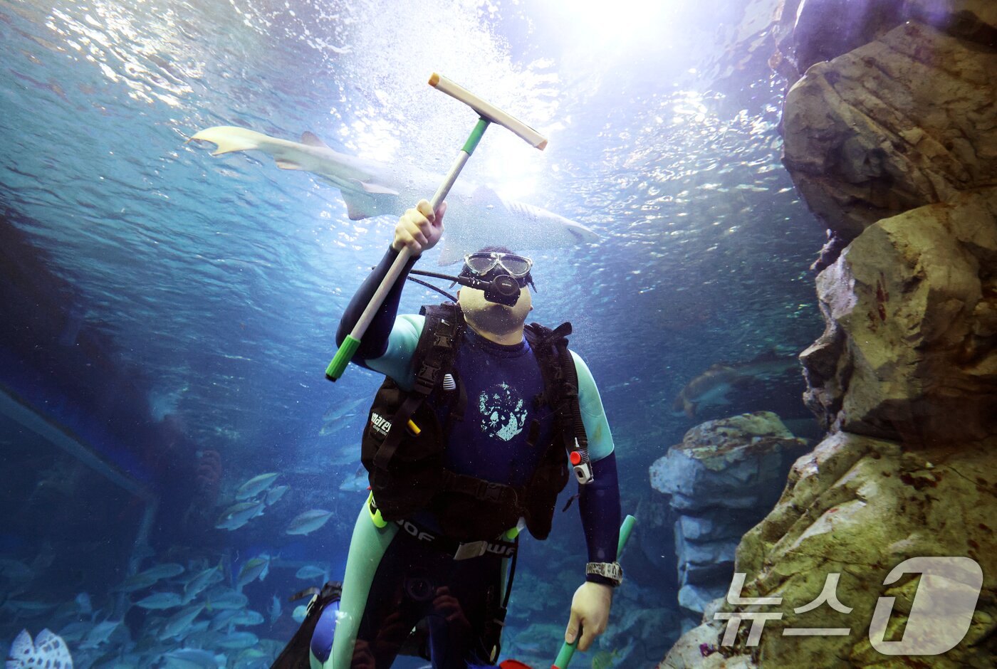 본문 이미지 - 5일 경기 수원시 영통구 아쿠아플라넷 광교에서 새해를 맞아 다이버가 수조 청소를 하고 있다. 2026.1.5/뉴스1 ⓒ News1 김영운 기자