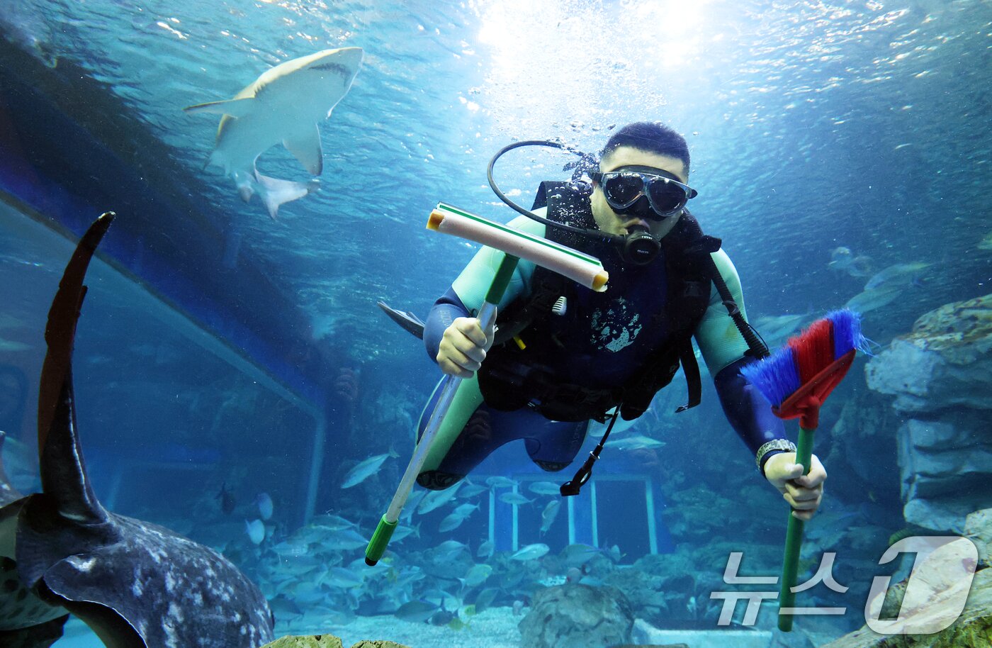 본문 이미지 - 5일 경기 수원시 영통구 아쿠아플라넷 광교에서 새해를 맞아 다이버가 수조 청소를 하고 있다. 2026.1.5/뉴스1 ⓒ News1 김영운 기자