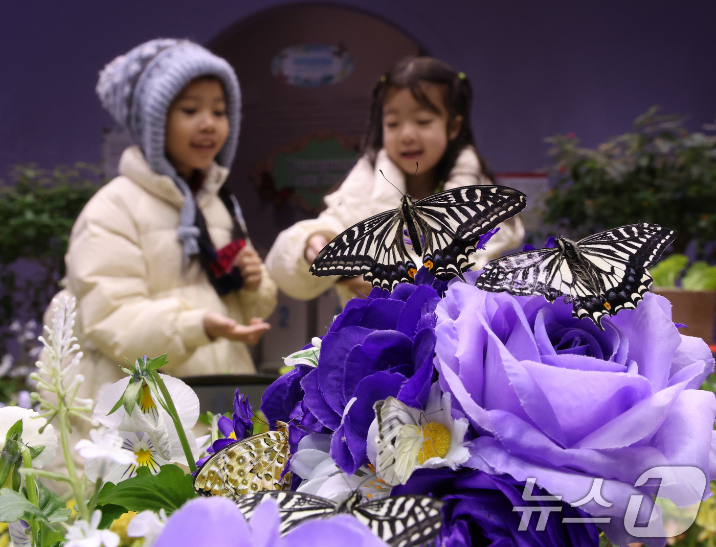 (용인=뉴스1) 김영운 기자 = 절기상 소한(小寒)인 5일 경기 용인시 처인구 에버랜드 '나비의 꿈꾸는 정원'을 방문한 아이들이 나비를 보고 있다. 2026.1.5/뉴스1
