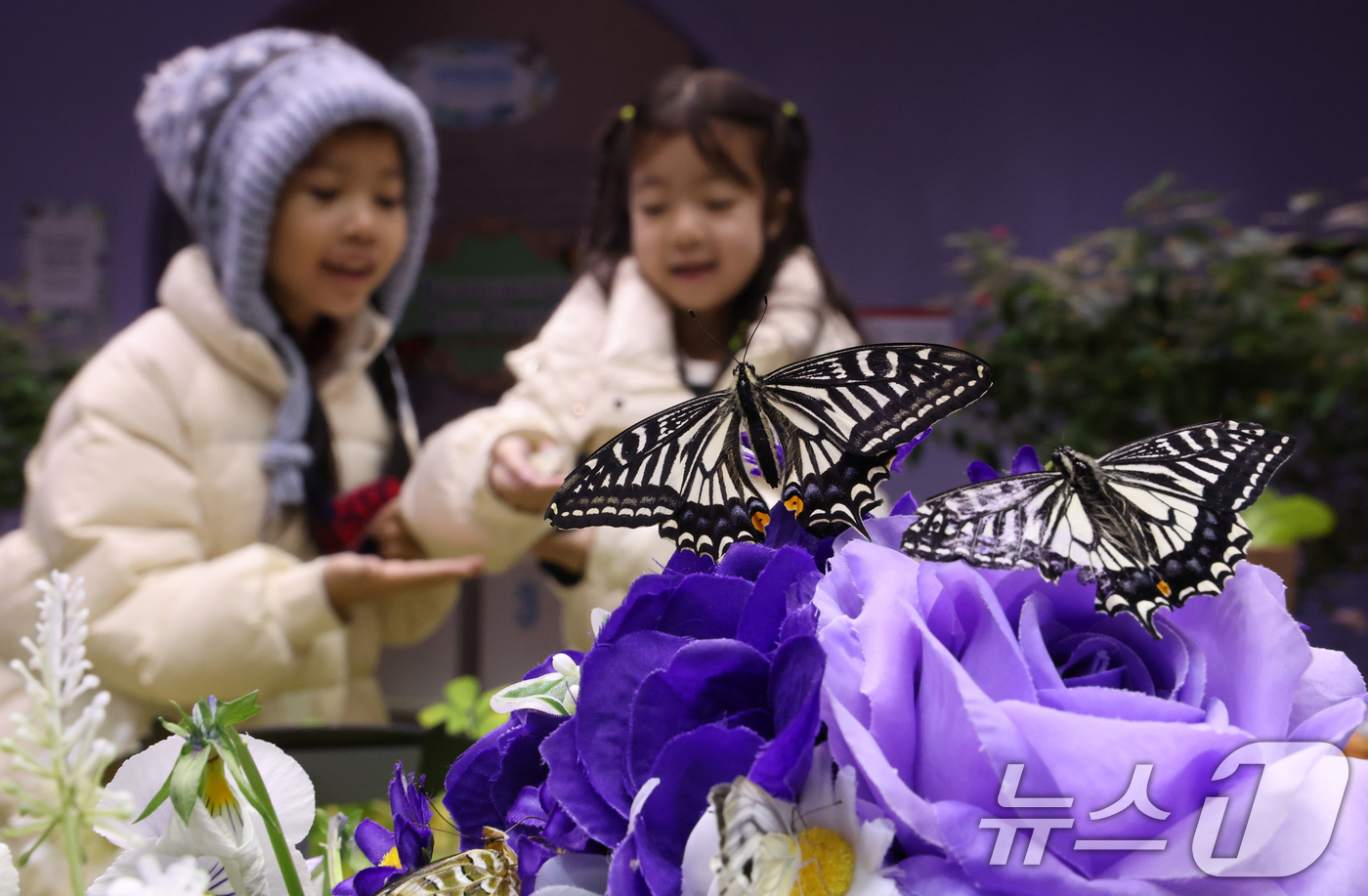 (용인=뉴스1) 김영운 기자 = 절기상 소한(小寒)인 5일 경기 용인시 처인구 에버랜드 '나비의 꿈꾸는 정원'을 방문한 아이들이 나비를 보고 있다.  2026.1.5/뉴스1