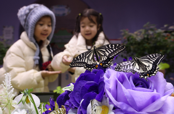 겨울에 만나는 나비