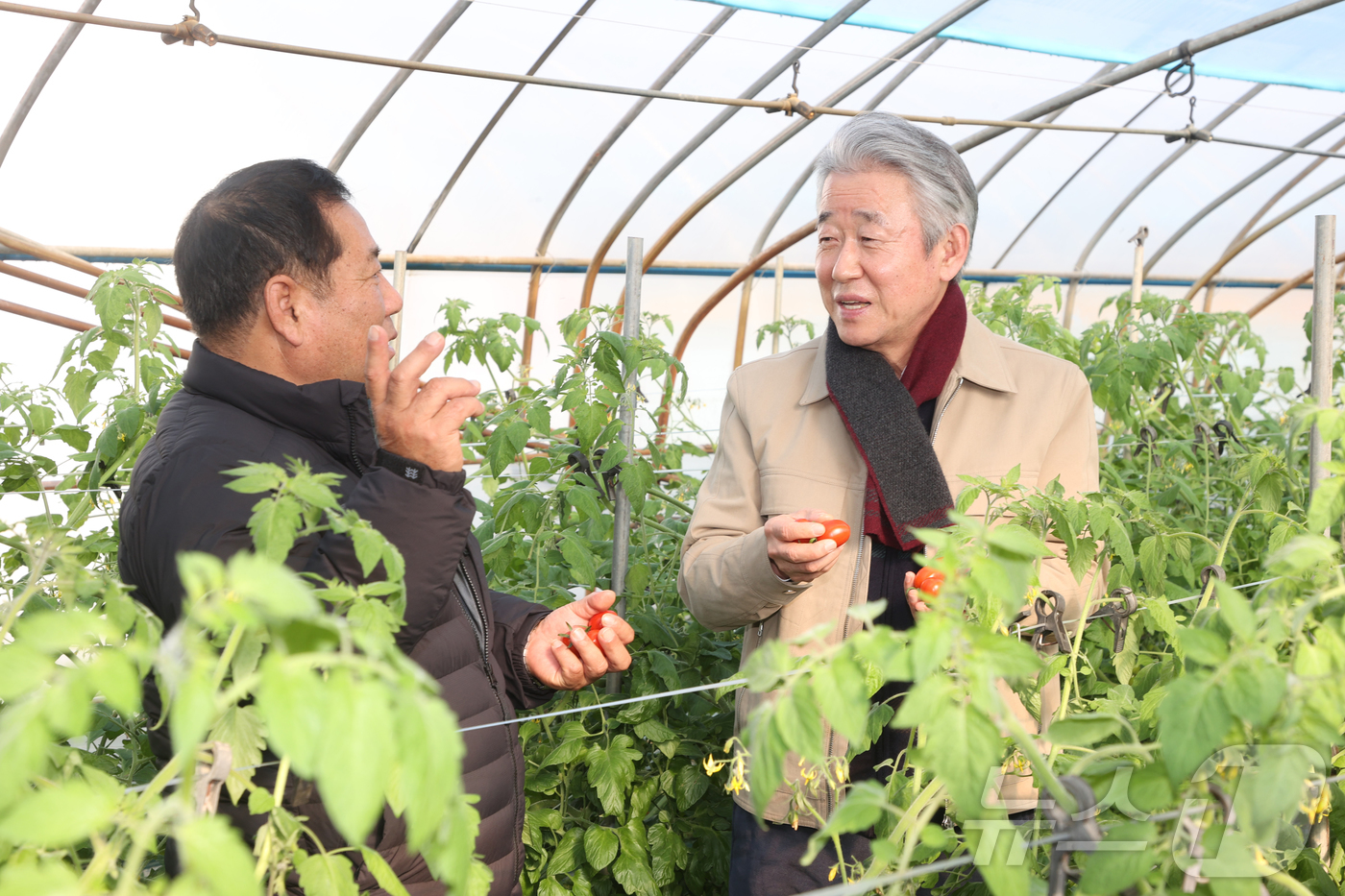 (서울=뉴스1) = 강호동 농협중앙회장이 5일 새해 첫 현장경영으로  충남 논산 토마토 하우스에서 토마토 생육동향을 점검하고 있다. (농협 제공. 재판매 및 DB 금지)  2026 …