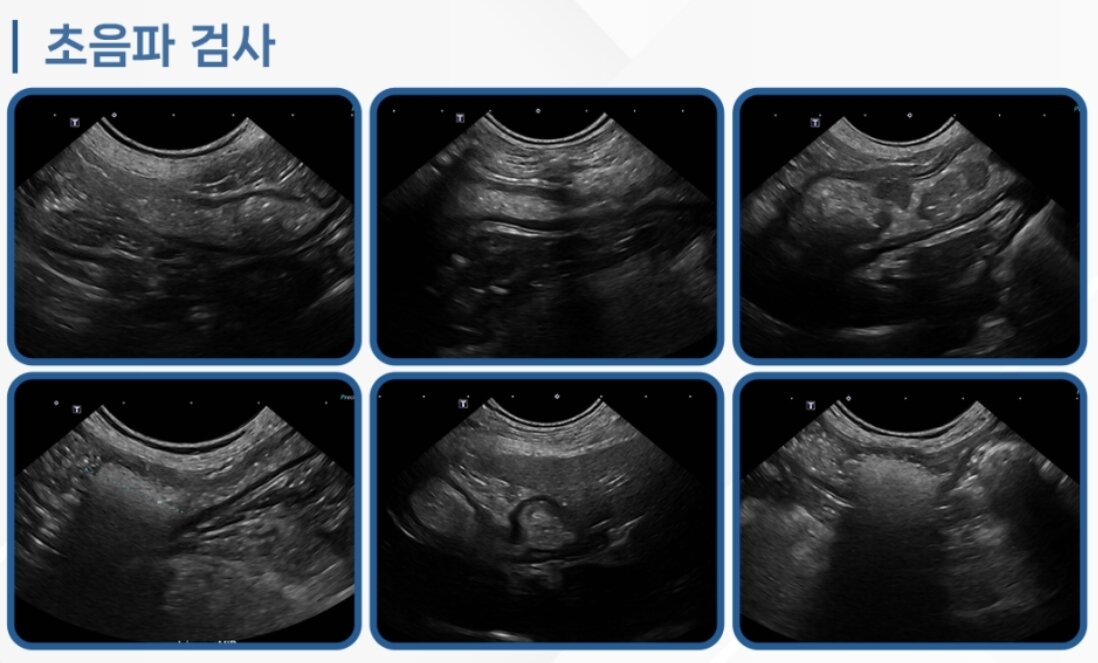 본문 이미지 - 코코는 초음파 검사 결과 장폐색이 진행 중인 상태였다(로얄동물메디컬센터 제공). ⓒ 뉴스1