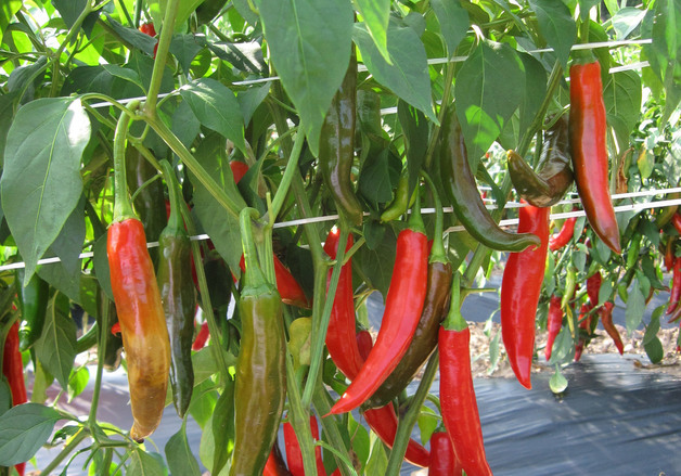 경북농업기술원, 영양 재래종 고추 4개 품종 종자 12~16일 분양