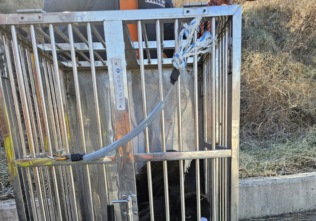 포항서 천연기념물 독수리 잇따라 구조…동물구조센터 이송