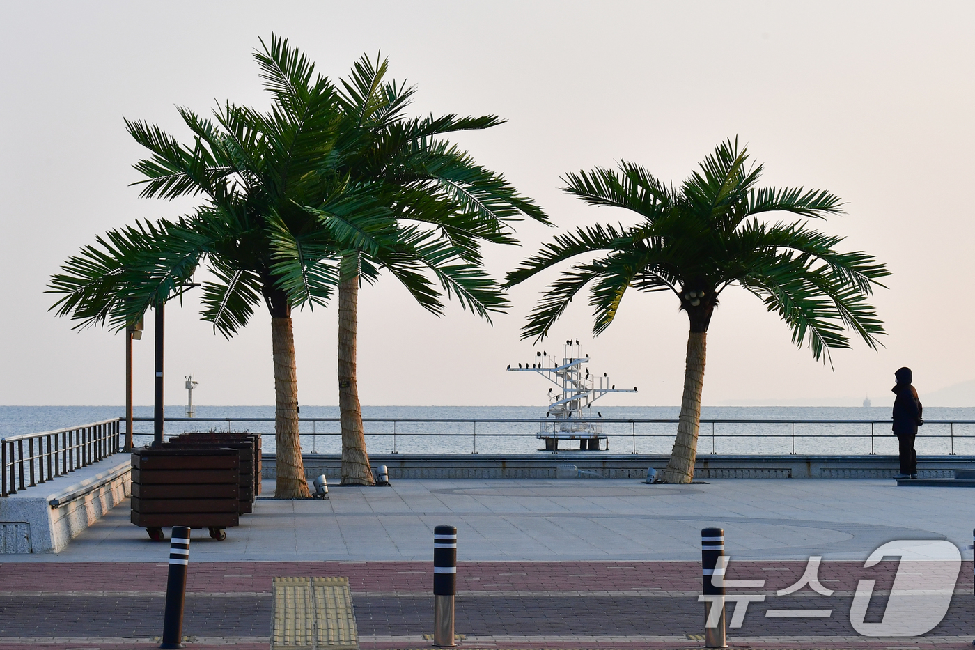 (포항=뉴스1) 최창호 기자 = 7일 경북 포항시 송도해수욕장 평화의 여신상 광장에 조성된 인공 야자수 앞에서 산책 나온 시민이 쉬고 있다.  2026.1.7/뉴스1