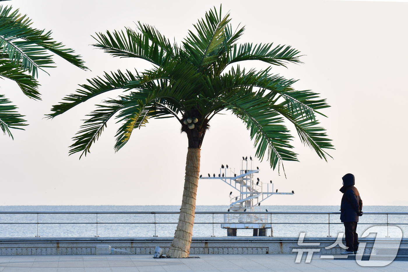 (포항=뉴스1) 최창호 기자 = 7일 경북 포항시 송도해수욕장 평화의 여신상 광장에 조성된 인공 야자수 앞에서 산책 나온 시민이 쉬고 있다. 2026.1.7/뉴스1
