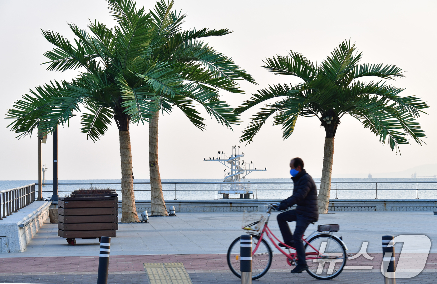 (포항=뉴스1) 최창호 기자 = 7일 경북 포항시 송도해수욕장 평화의 여신상 광장에 조성된 인공 야자수 앞으로 자전거를 탄 시민이 지나가고 있다.  2026.1.7/뉴스1