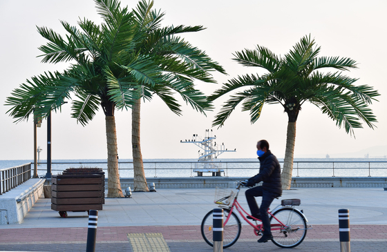 사계절 푸른 인공 야자수