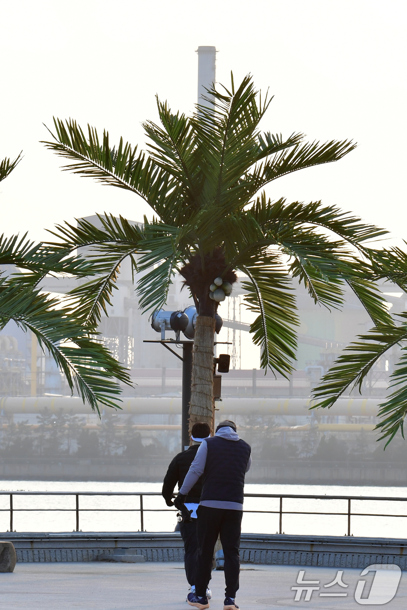 (포항=뉴스1) 최창호 기자 = 7일 경북 포항시 송도해수욕장 평화의 여신상 광장에 조성된 인공 야자수 앞에서 시민들이 아침 운동을 하고 있다. 2026.1.7/뉴스1