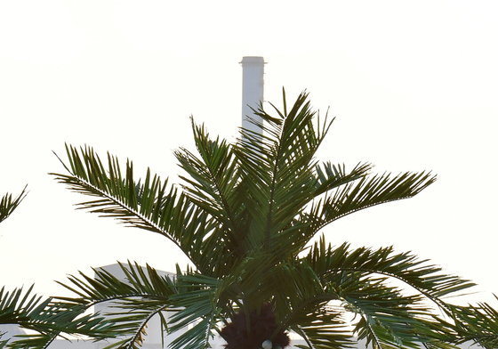 인공 야자수에 열매가 주렁 주렁