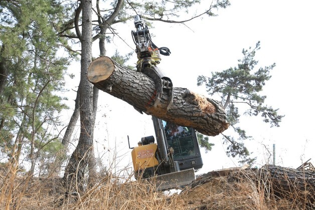 포항시 "소나무재선충병 고사목 5만그루 제거"…항공예찰 강화