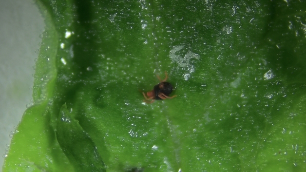 경남 고성 시금치 농가서 보리응애 발견…"조기 방제"