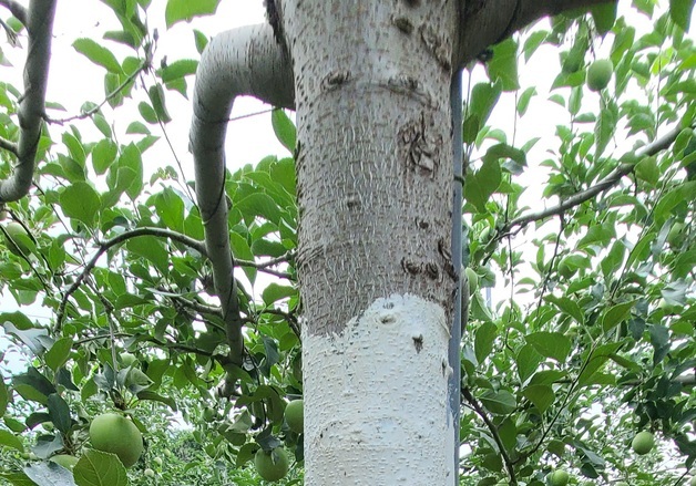 사과나무에 페인트 바르면 '동상' 예방…농진청·KCC, 전용페인트 개발