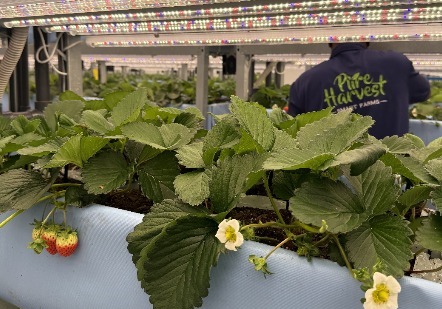 플랜티팜, K-푸드 중동 개척 앞장…UAE서 딸기 재배 성공