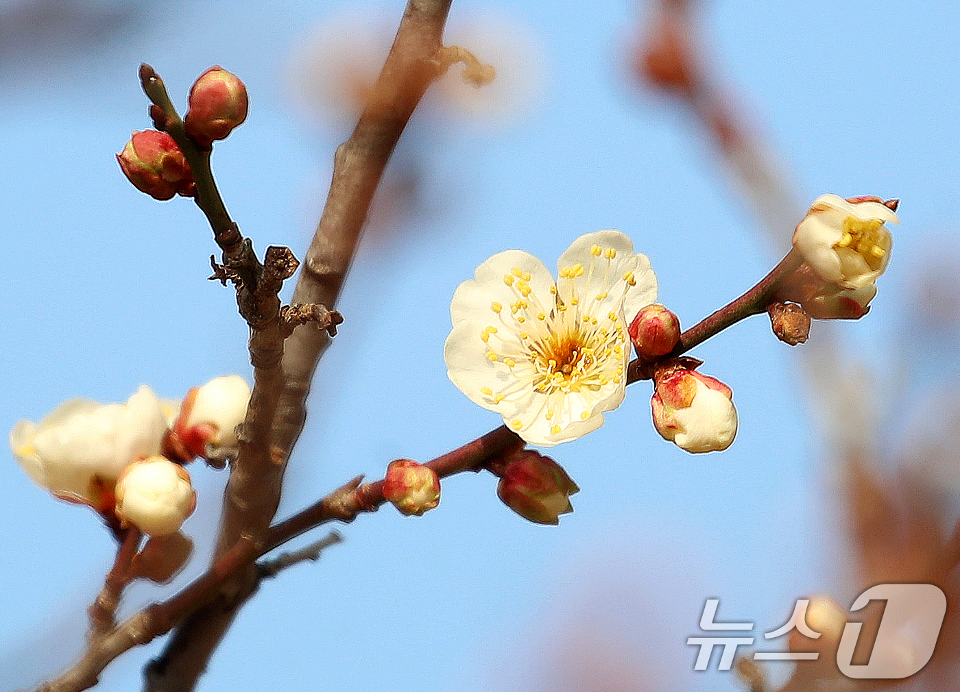 (부산=뉴스1) 윤일지 기자 = 7일 부산 동래구 복천동의 한 매화나무에 봄의 전령사 매화가 꽃망울을 터뜨려 눈길을 끌고 있다.  2026.1.7/뉴스1