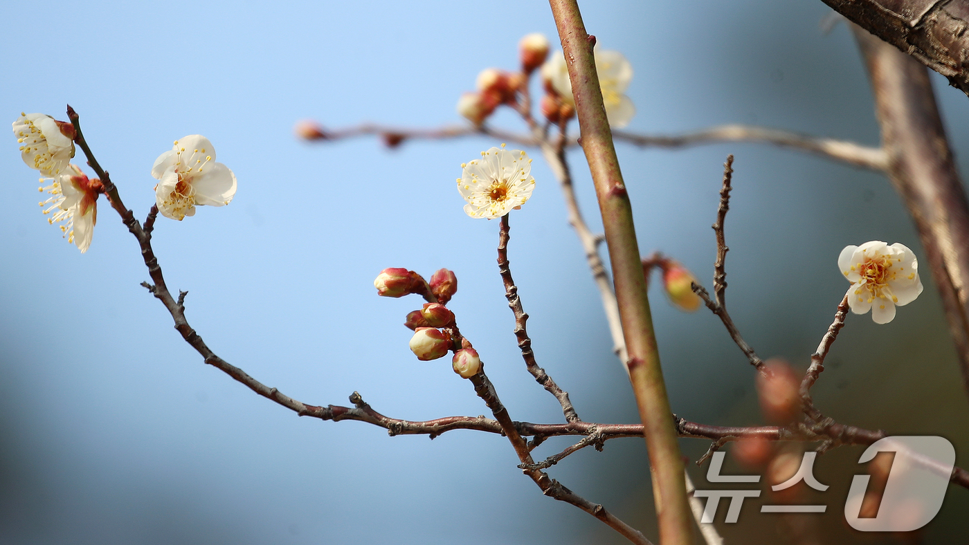 (부산=뉴스1) 윤일지 기자 = 7일 부산 동래구 복천동의 한 매화나무에 봄의 전령사 매화가 꽃망울을 터뜨려 눈길을 끌고 있다.  2026.1.7/뉴스1
