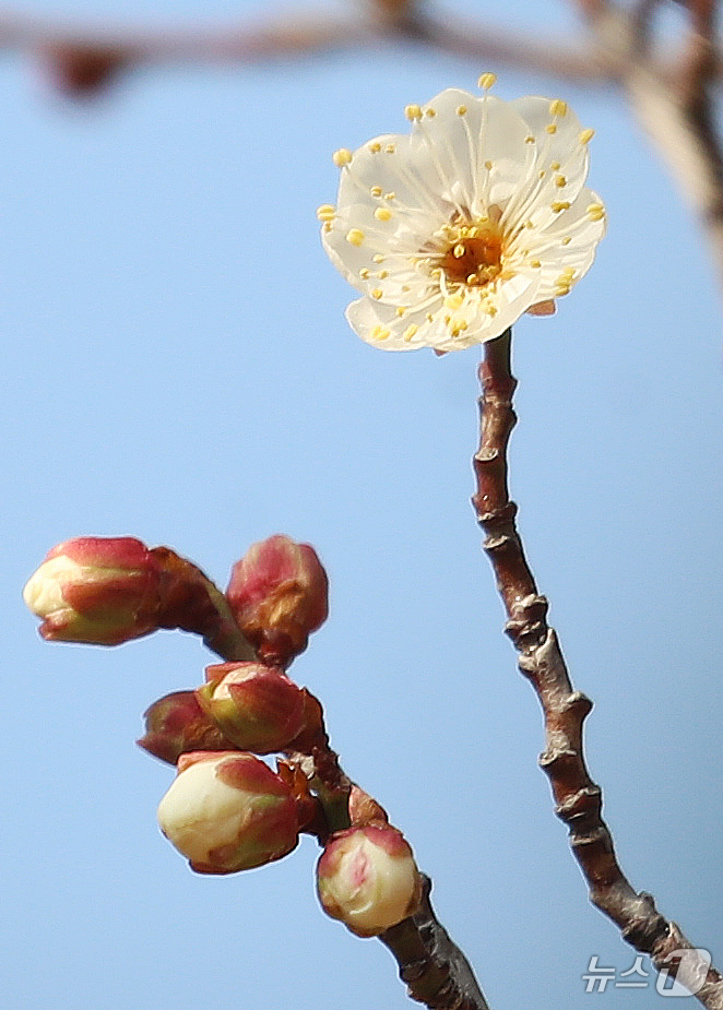 (부산=뉴스1) 윤일지 기자 = 7일 부산 동래구 복천동의 한 매화나무에 봄의 전령사 매화가 꽃망울을 터뜨려 눈길을 끌고 있다.  2026.1.7/뉴스1