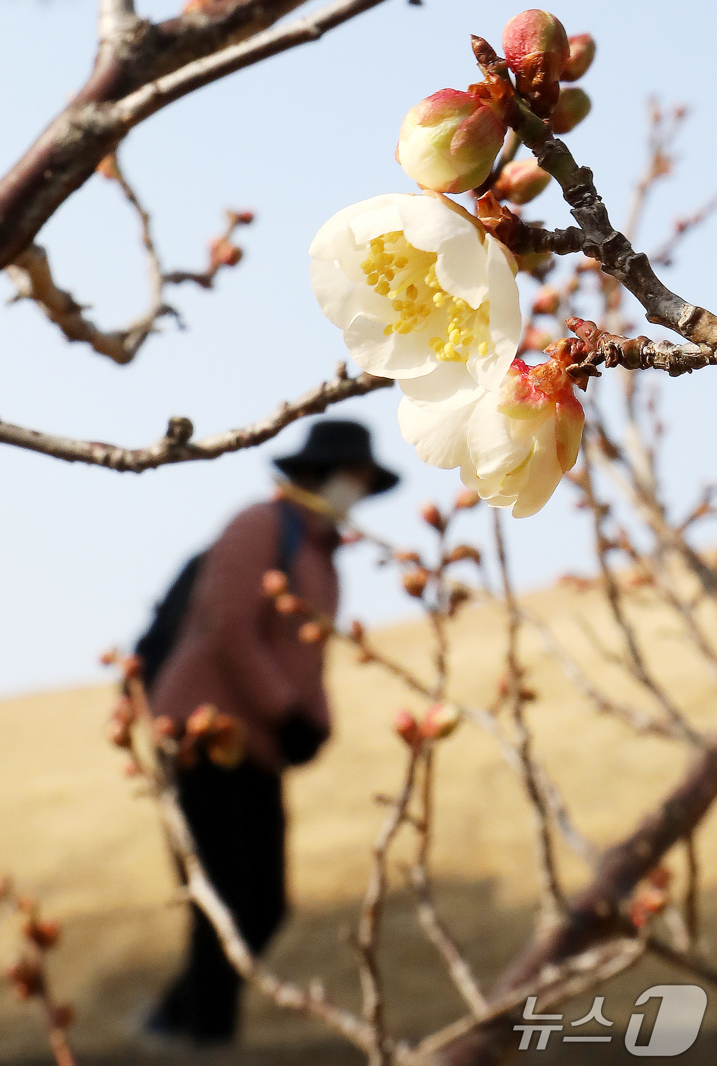 (부산=뉴스1) 윤일지 기자 = 7일 부산 동래구 복천동의 한 매화나무에 봄의 전령사 매화가 꽃망울을 터뜨려 눈길을 끌고 있다.  2026.1.7/뉴스1