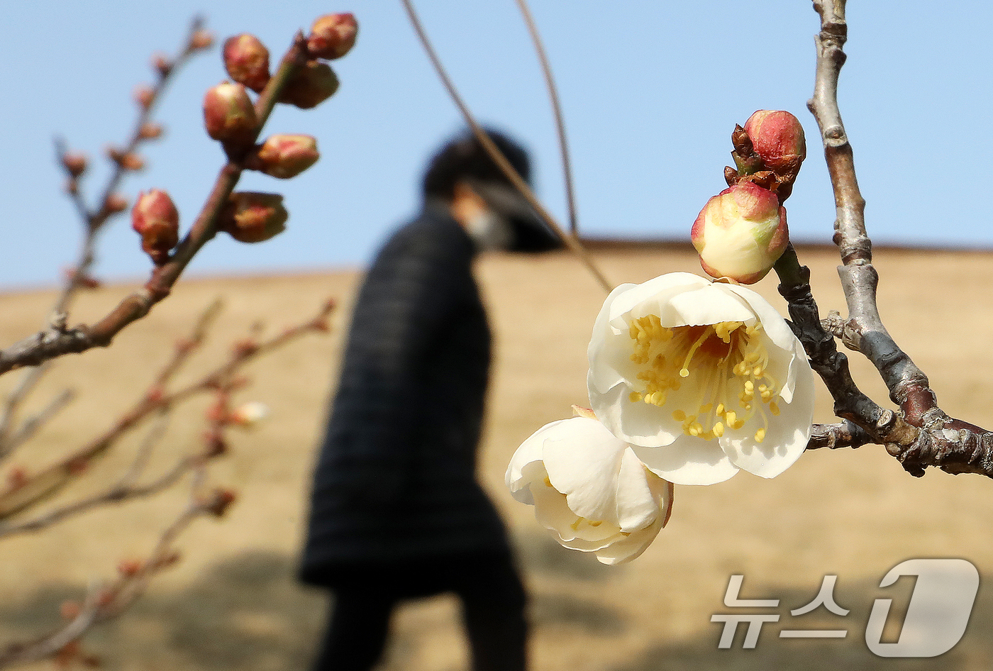 (부산=뉴스1) 윤일지 기자 = 7일 부산 동래구 복천동의 한 매화나무에 봄의 전령사 매화가 꽃망울을 터뜨려 눈길을 끌고 있다.  2026.1.7/뉴스1