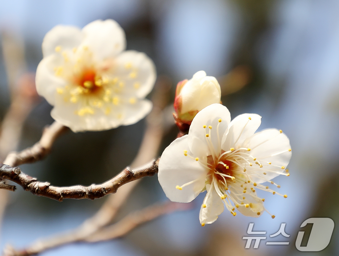 (부산=뉴스1) 윤일지 기자 = 7일 부산 동래구 복천동의 한 매화나무에 봄의 전령사 매화가 꽃망울을 터뜨려 눈길을 끌고 있다.  2026.1.7/뉴스1