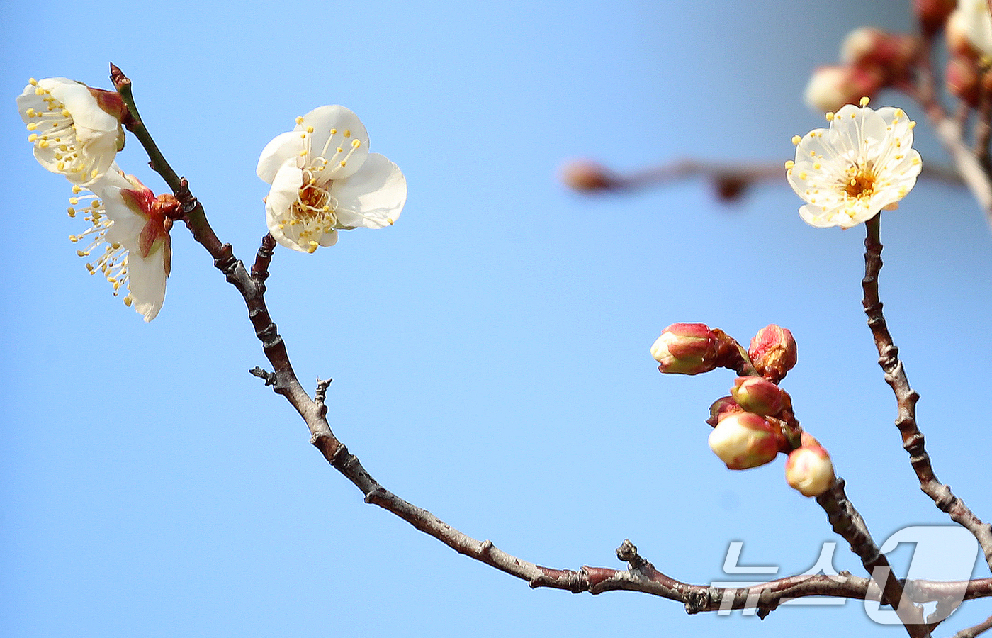 (부산=뉴스1) 윤일지 기자 = 7일 부산 동래구 복천동의 한 매화나무에 봄의 전령사 매화가 꽃망울을 터뜨려 눈길을 끌고 있다.  2026.1.7/뉴스1